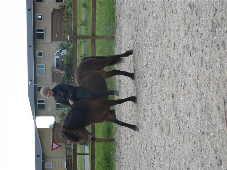 Islænder Jörp fra Tremhuse billede 7