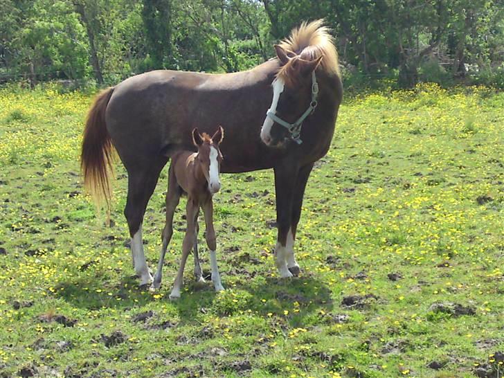 Anden særlig race Millinia billede 12