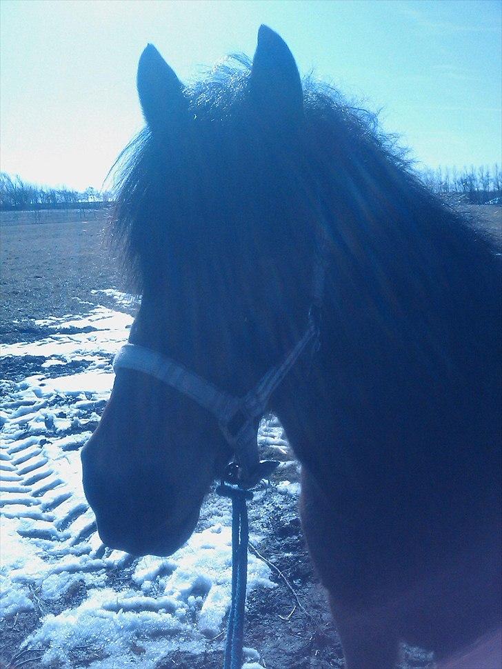 Islænder Jörp fra Tremhuse billede 8