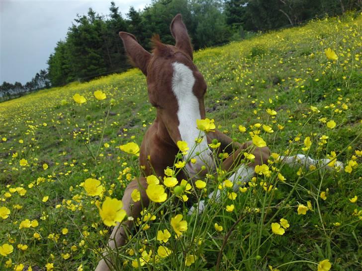Anden særlig race Millinia billede 13