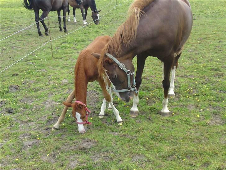 Anden særlig race Millinia billede 14