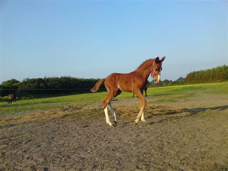 Anden særlig race Millinia billede 15