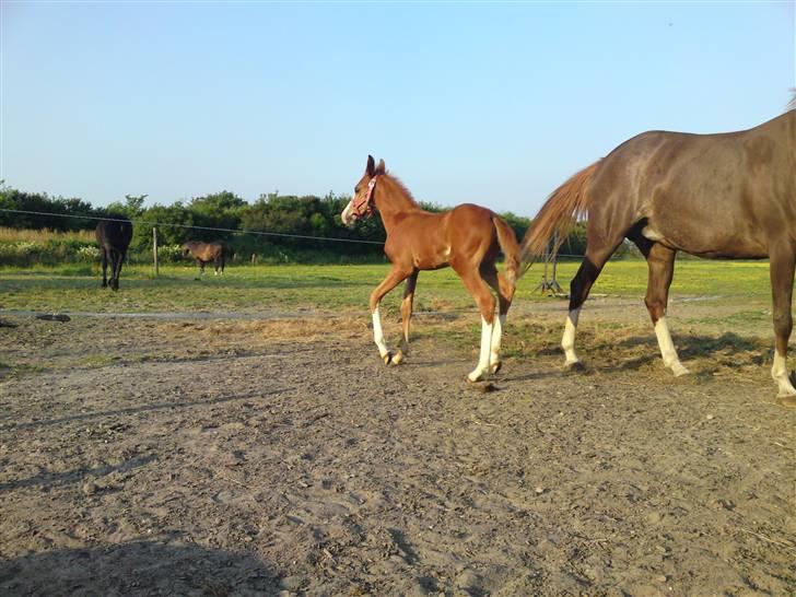 Anden særlig race Millinia billede 16