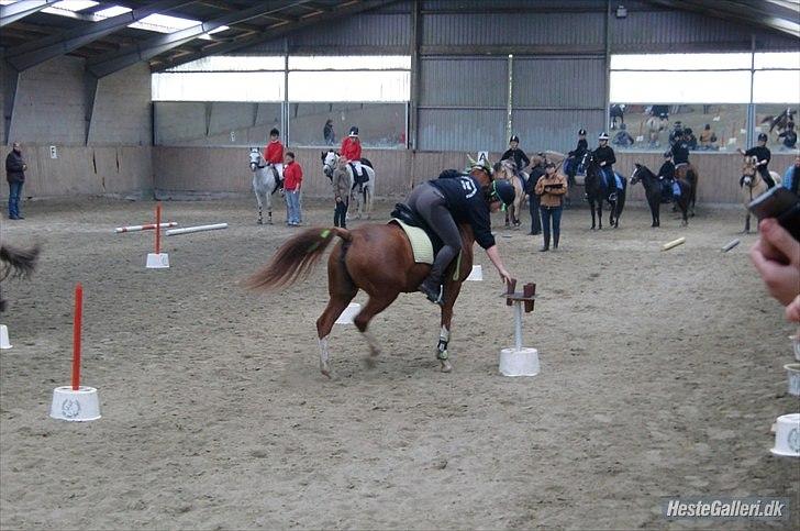 Hollandsk Sportspony Jade<3 Princess <3 :* den bedste himmel hest  - sydjyskmesterene 2010 <3 billede 3