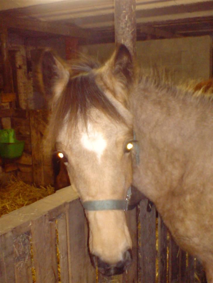 Anden særlig race Lilo *Solgt* billede 1