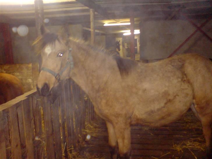 Anden særlig race Lilo *Solgt* - Smukke Lilo billede 3