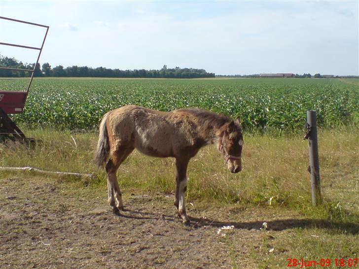Anden særlig race Lilo *Solgt* - Lige ankommet... Staklen havde pels som et får... billede 4