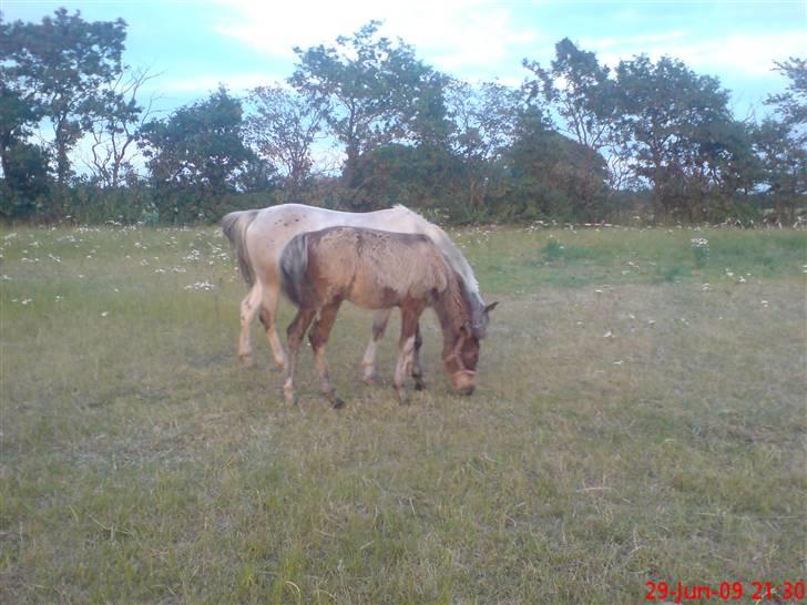 Anden særlig race Lilo *Solgt* billede 5