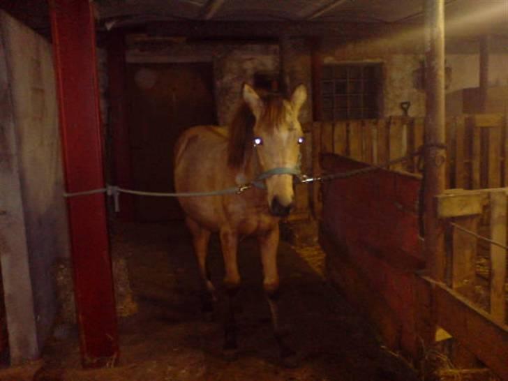 Anden særlig race Lilo *Solgt* billede 6