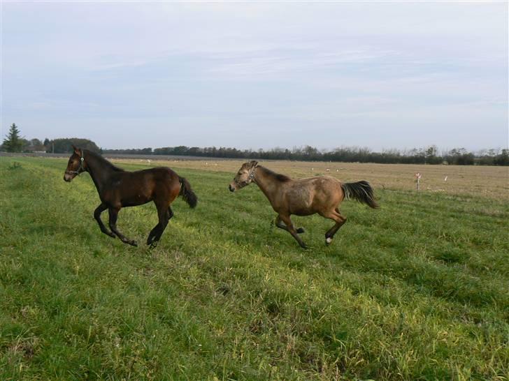 Anden særlig race Lilo *Solgt* billede 7