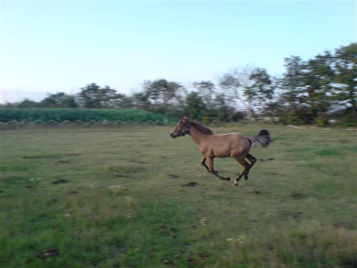 Anden særlig race Lilo *Solgt* billede 8