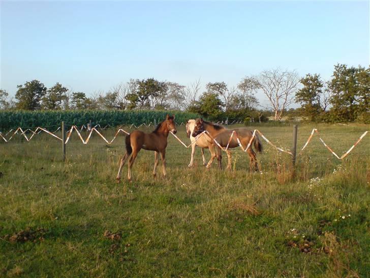 Anden særlig race Lilo *Solgt* billede 9