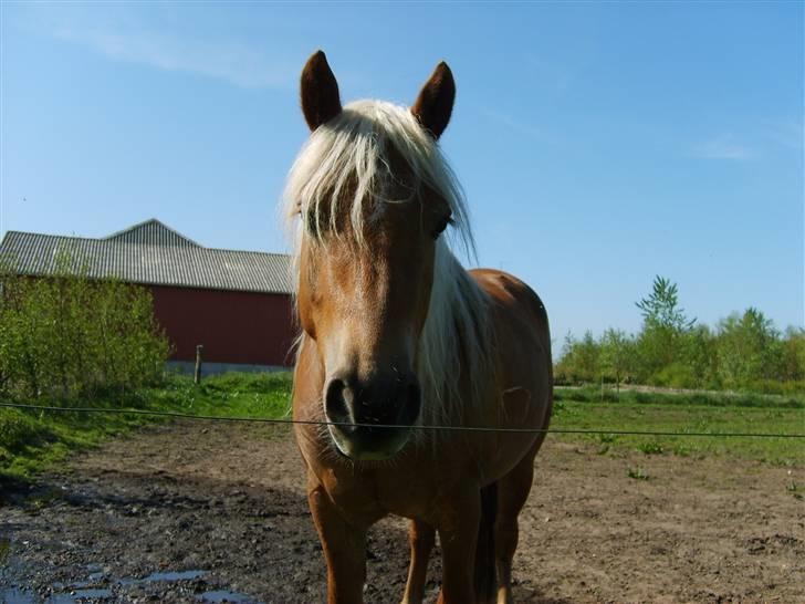 Haflinger Fanny billede 7