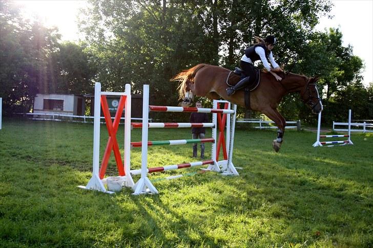 Anden særlig race Sempai - Fejlfrit over 157 cm**Taget af: Josefine billede 2