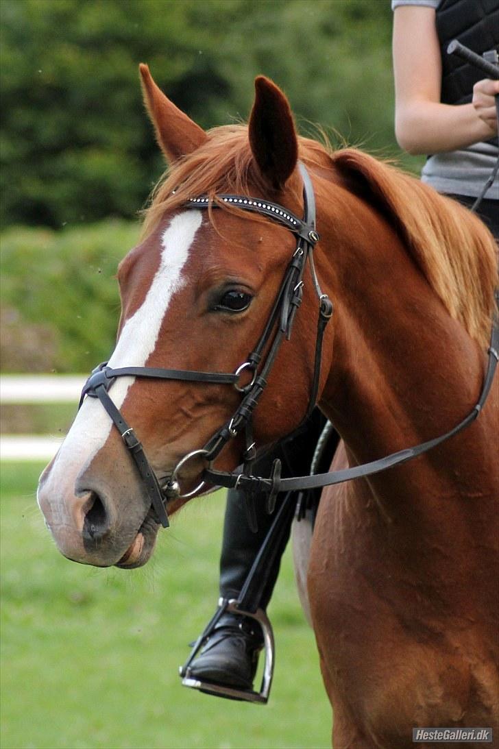 Anden særlig race Sempai - Han er fandme dejlig så jeg lige glad ;-)**Taget af: Sabrina billede 10