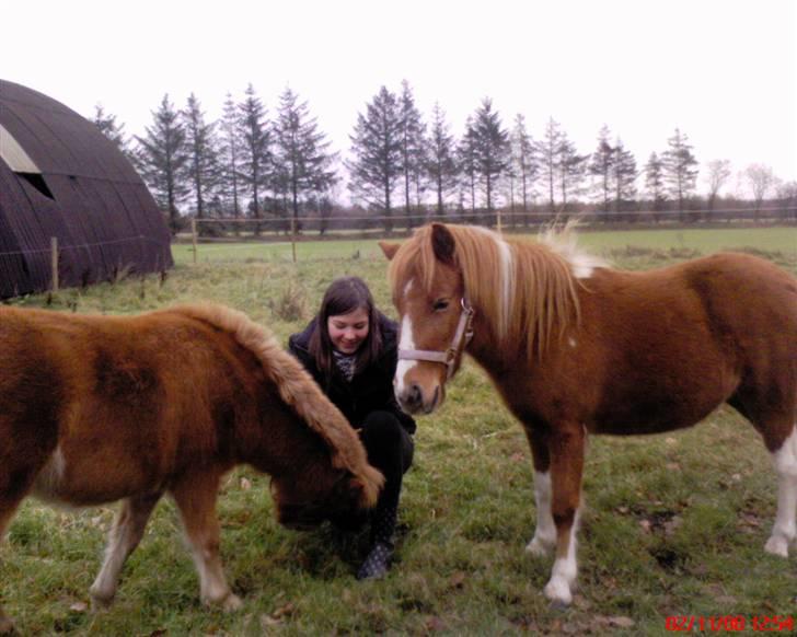 Anden særlig race Laika  billede 10