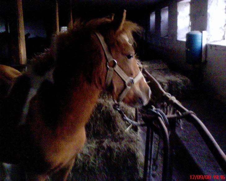 Anden særlig race Laika  billede 11