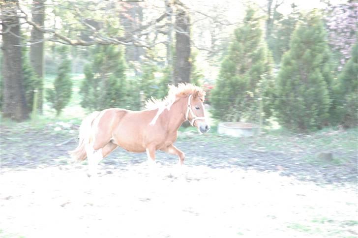 Anden særlig race Laika  billede 12