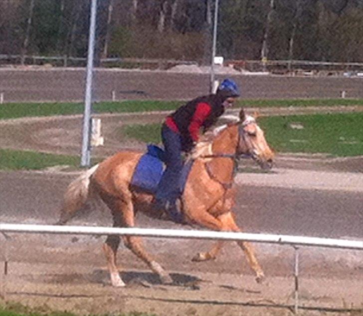 Palomino Fuldblod Mr Dream X XX billede 2