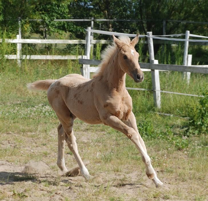 Palomino Fuldblod Mr Dream X XX billede 3