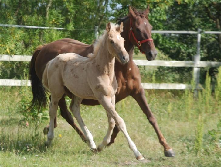 Palomino Fuldblod Mr Dream X XX billede 5