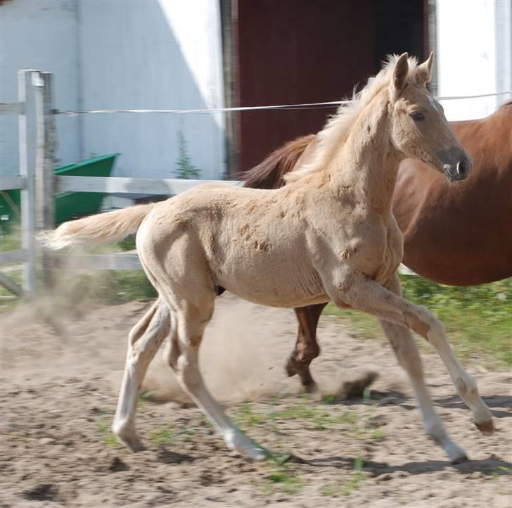 Palomino Fuldblod Mr Dream X XX billede 6