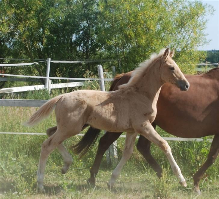 Palomino Fuldblod Mr Dream X XX billede 7