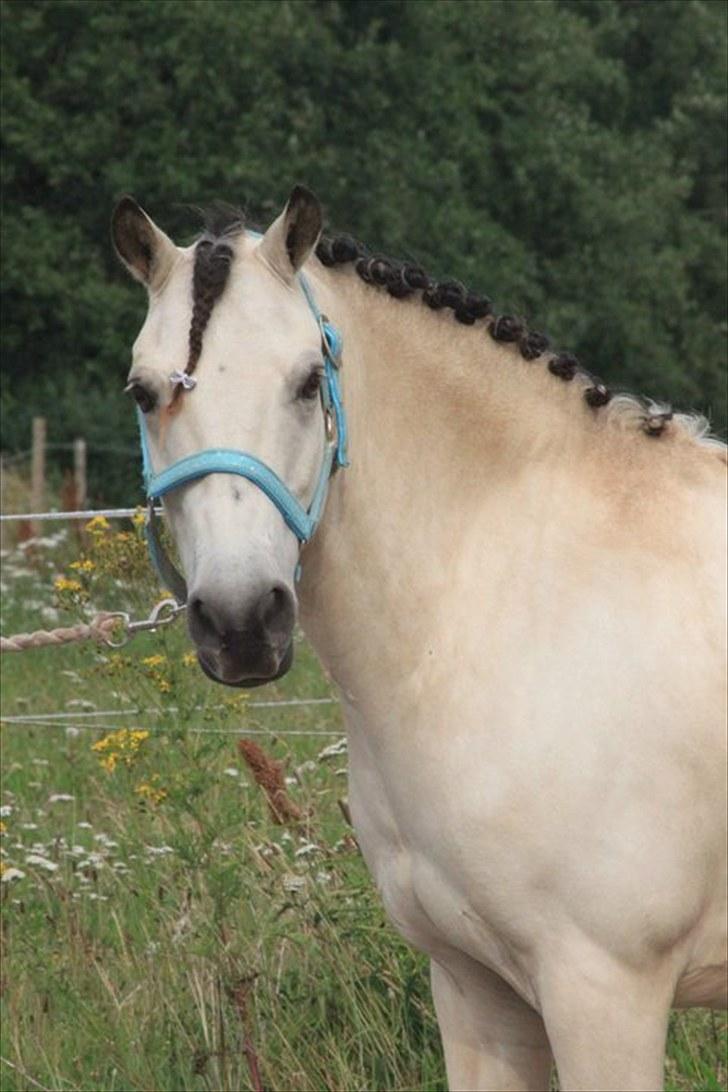 Anden særlig race Tougher - 2010) Smukke pony (: foto: Pernille Kirstine. billede 15