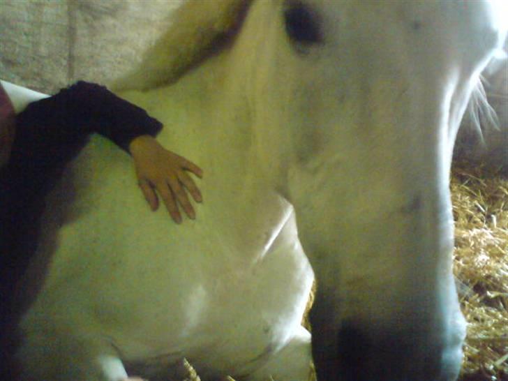 Anden særlig race DBR's Bamse - Wake up.. billede 3