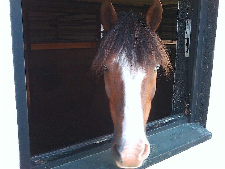 DSP simba<3 (bassemand) - bimses profil;P billede 1