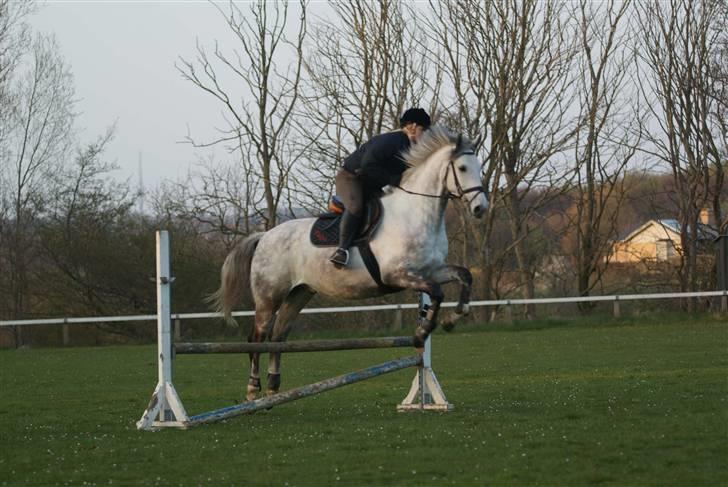 Anden særlig race Sandro.<3 - første gang vi sprang.<3 //fotoMB// billede 2