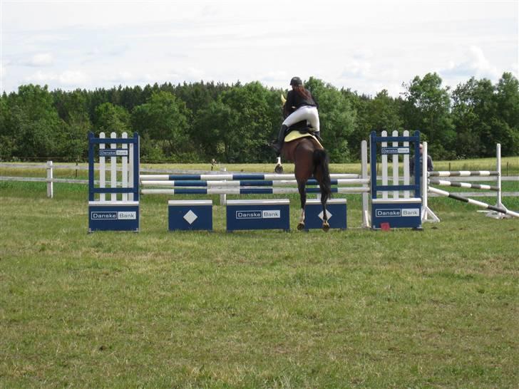 Dansk Varmblod Cavan :') Solgt billede 13