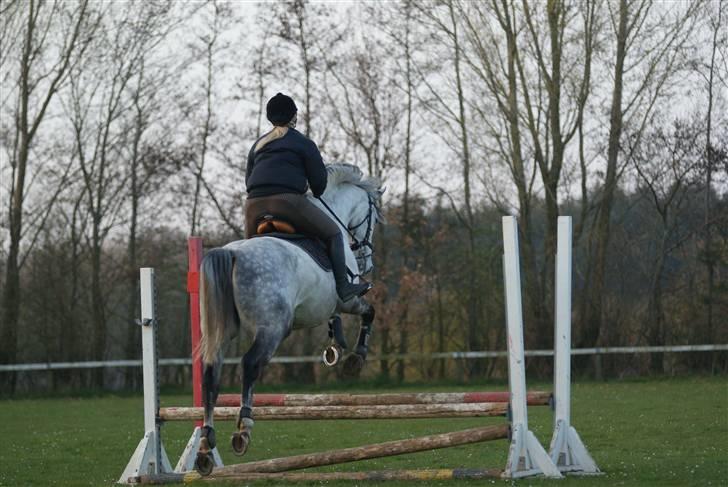 Anden særlig race Sandro.<3 - første gang vi sprang.<3 //fotoMB// billede 3