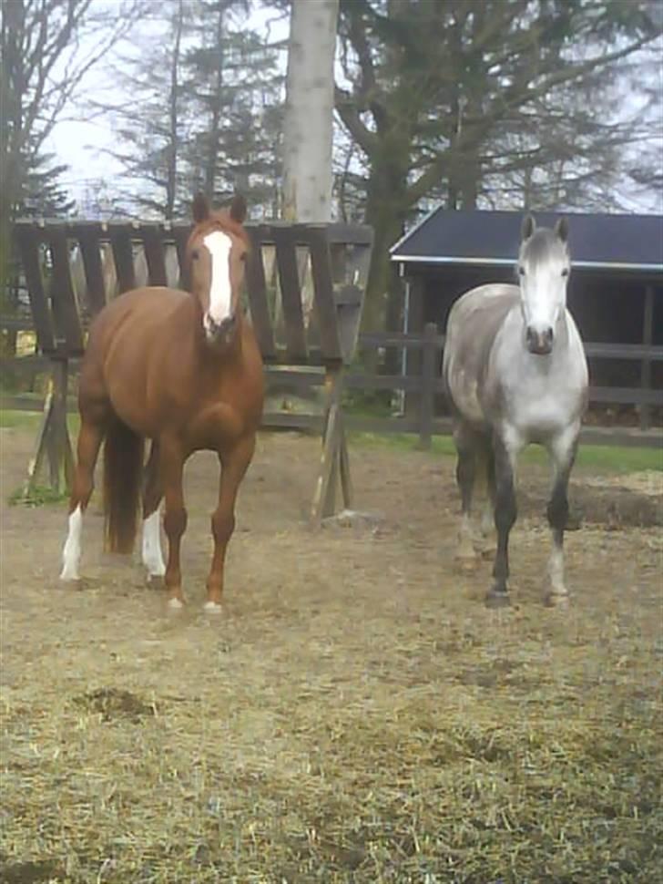 Anden særlig race Sandro.<3 billede 4