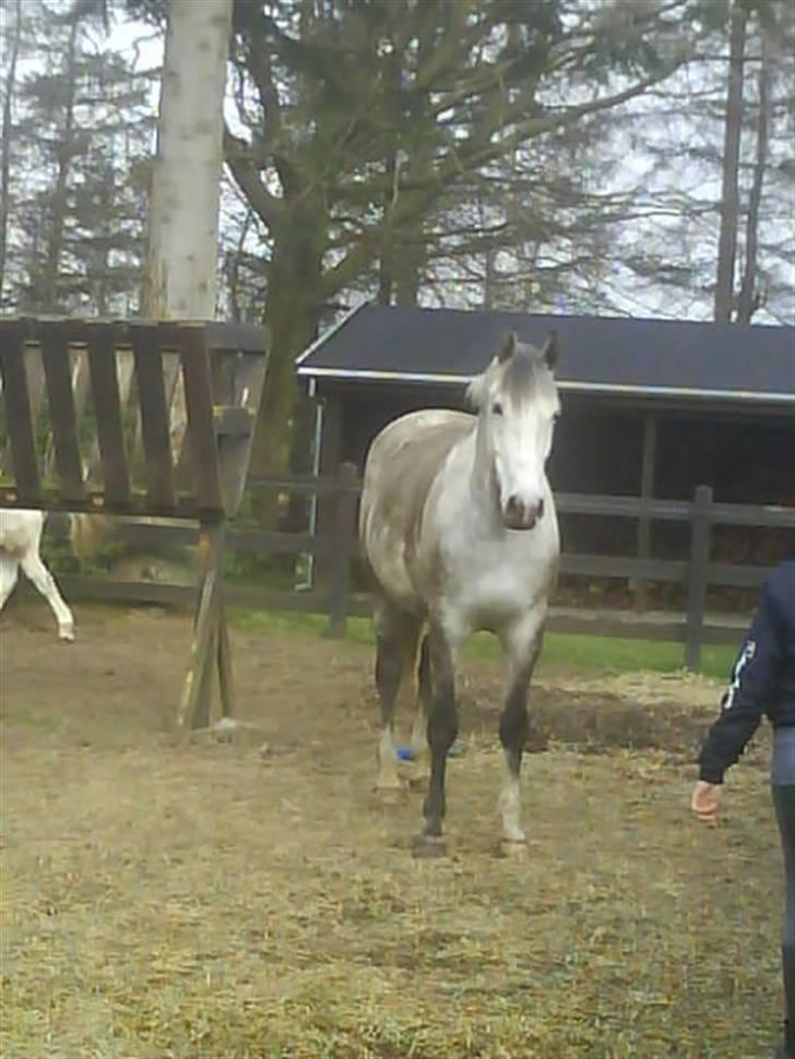 Anden særlig race Sandro.<3 billede 5