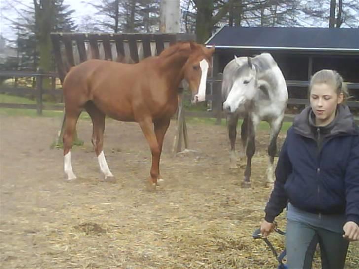 Anden særlig race Sandro.<3 billede 6