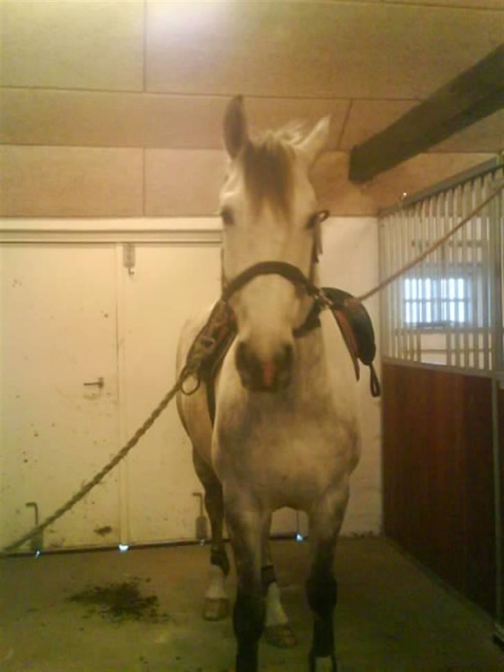 Anden særlig race Sandro.<3 billede 7