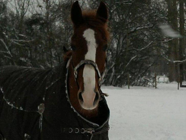 Anden særlig race Sempai - <3 <3**Taget af: Mig billede 16