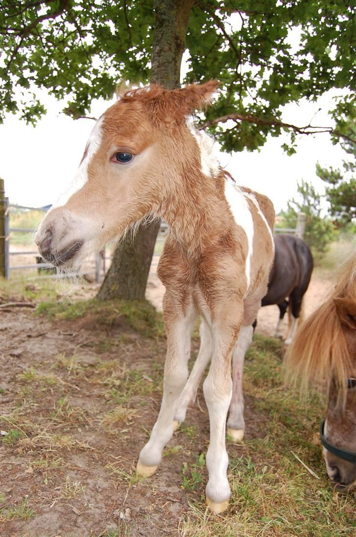 Shetlænder Sindholts Dixie - Et par timer gammel :´) Jeg kan tydeligt huske da jeg så dig, du virkede så fortumlet, såå skrøbelig og jeg havde en sådan trang til at beskytte dig og jeg ved at du idag ville gøre det sammen (´:<3 billede 5