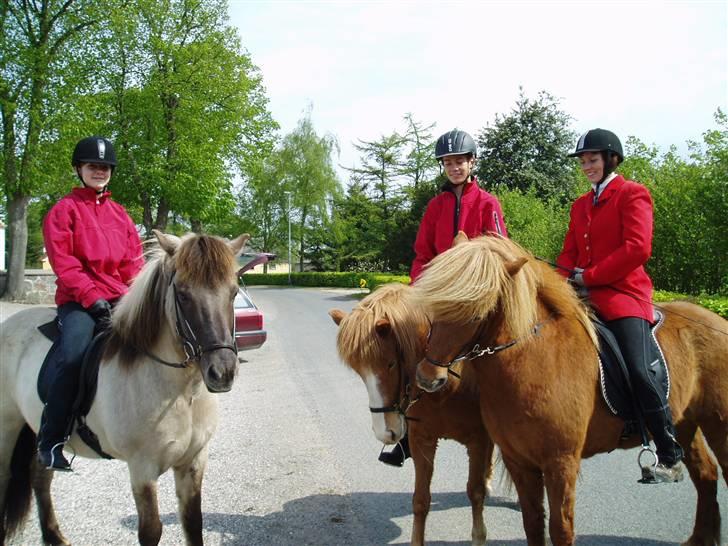 Islænder Sif fra Gørding - Til min konfirmation, Fra venstre: Tina på Trausti, Kristian på Sif og Lene på Vaka - der var flere end dem de er bare ikke på billedet:):p  billede 13