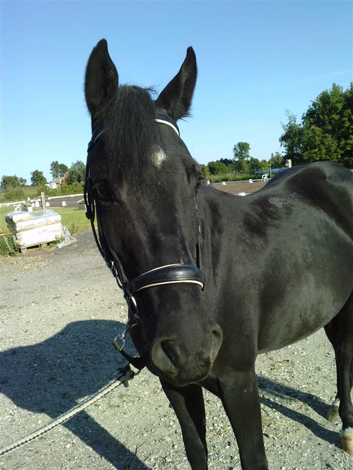 New Forest Tak (Sorte) billede 15