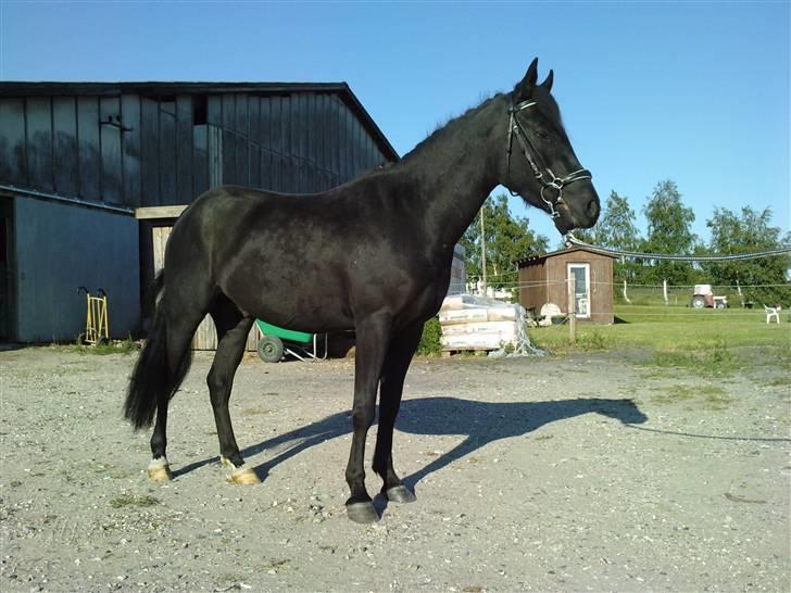 New Forest Tak (Sorte) - sådan ser han ud nu min fine lille basse <3 billede 16