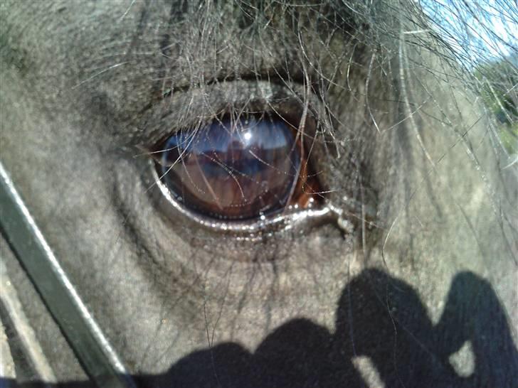 New Forest Tak (Sorte) billede 17