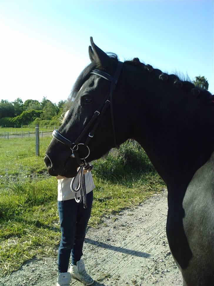 New Forest Tak (Sorte) billede 18