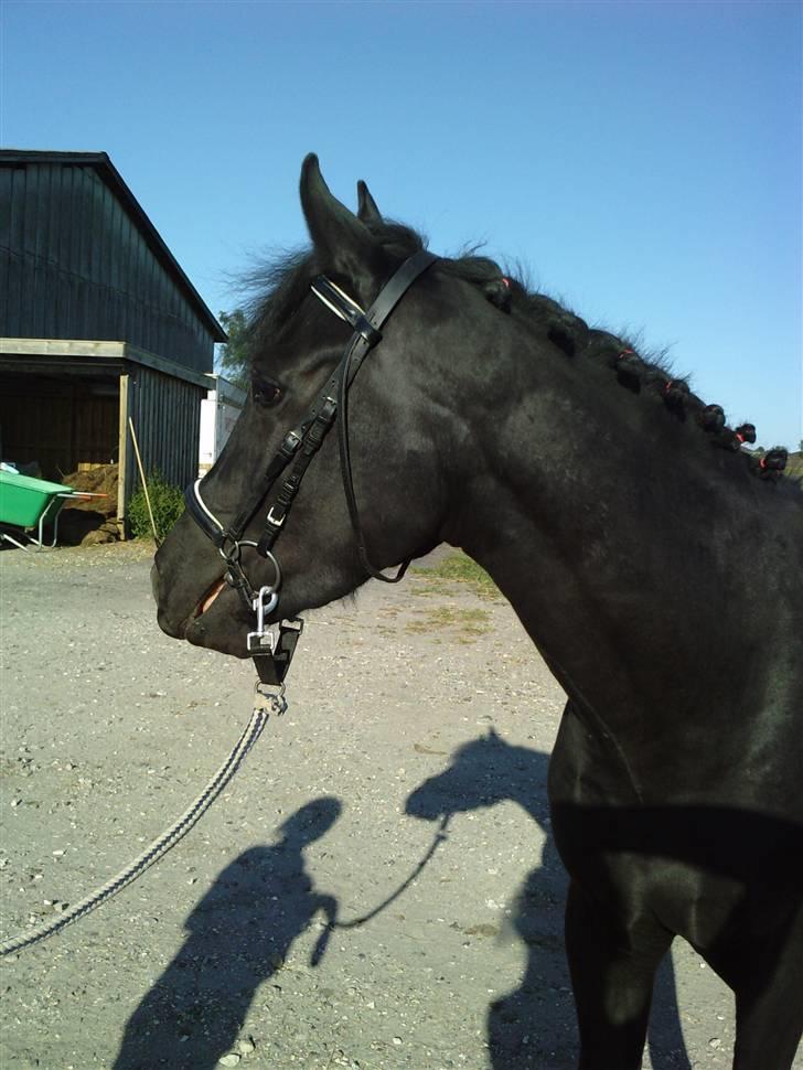 New Forest Tak (Sorte) billede 19