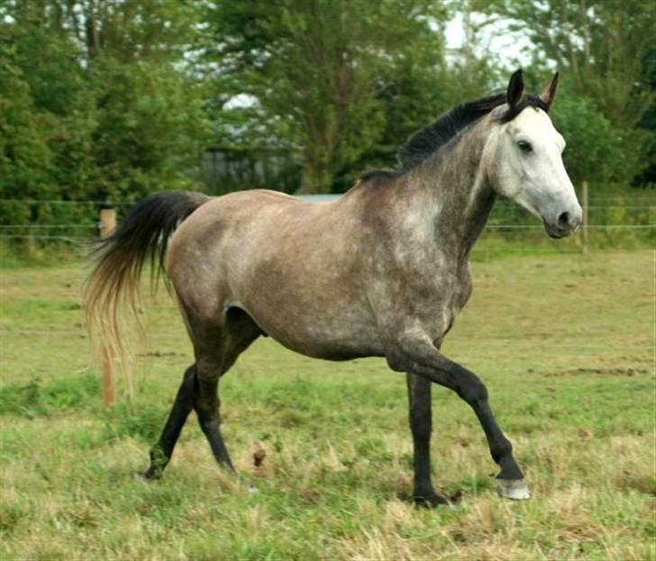 Hollandsk Sportspony Silver king  - Fri Silver trav år: 2008 billede 1