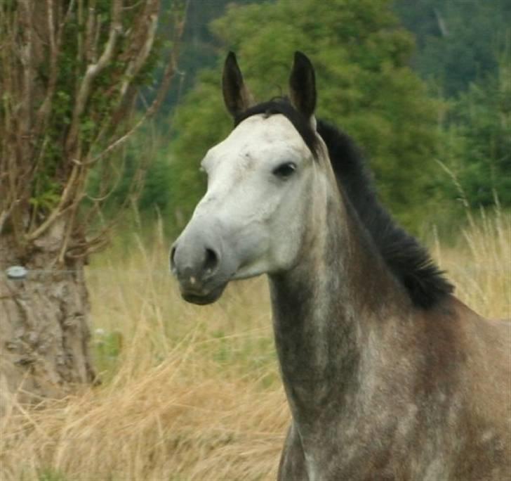 Hollandsk Sportspony Silver king  - Pænt hoved billed billede 3