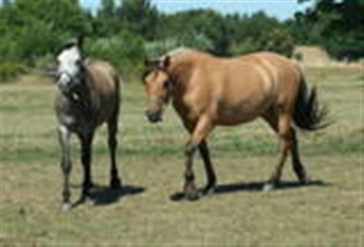 Hollandsk Sportspony Silver king  - Dina og silver billede 4