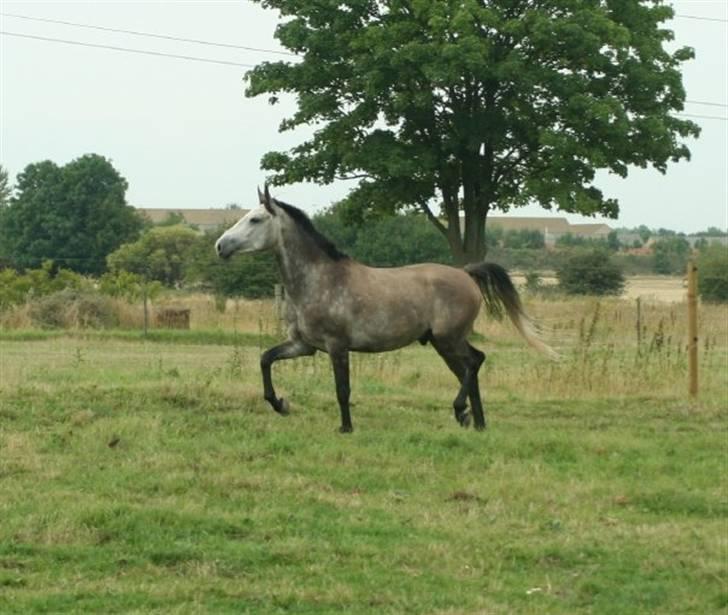 Hollandsk Sportspony Silver king  - pænt trav billed billede 5