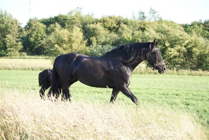 Frieser Quinty  billede 13